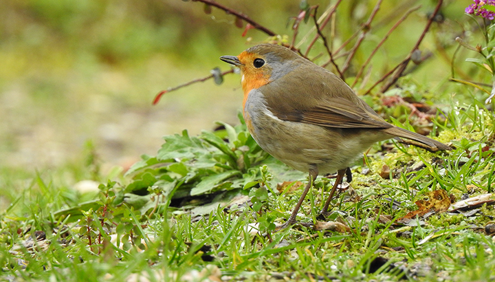 Découverte des oiseaux communs